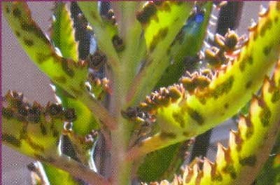 معلومات هامة ومفيدة لكل باحث في علم النبات - نباتات الصبار - نبات الصبار - نبتة الصبار Large_1234181019